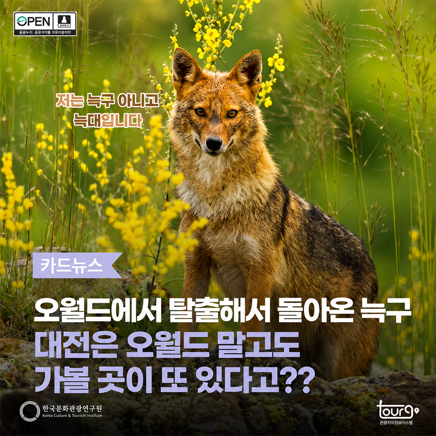 오월드에서 탈출해서 돌아온 늑구 대전은 오월드 말고도 가볼 곳이 또 있다고??
